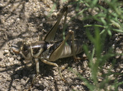 Pediodectes stevensonii