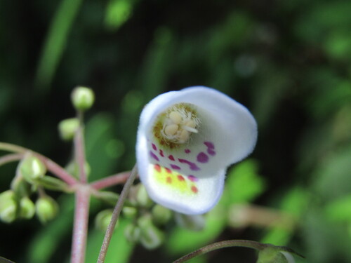 Jovellana punctata (Jovellana punctata)