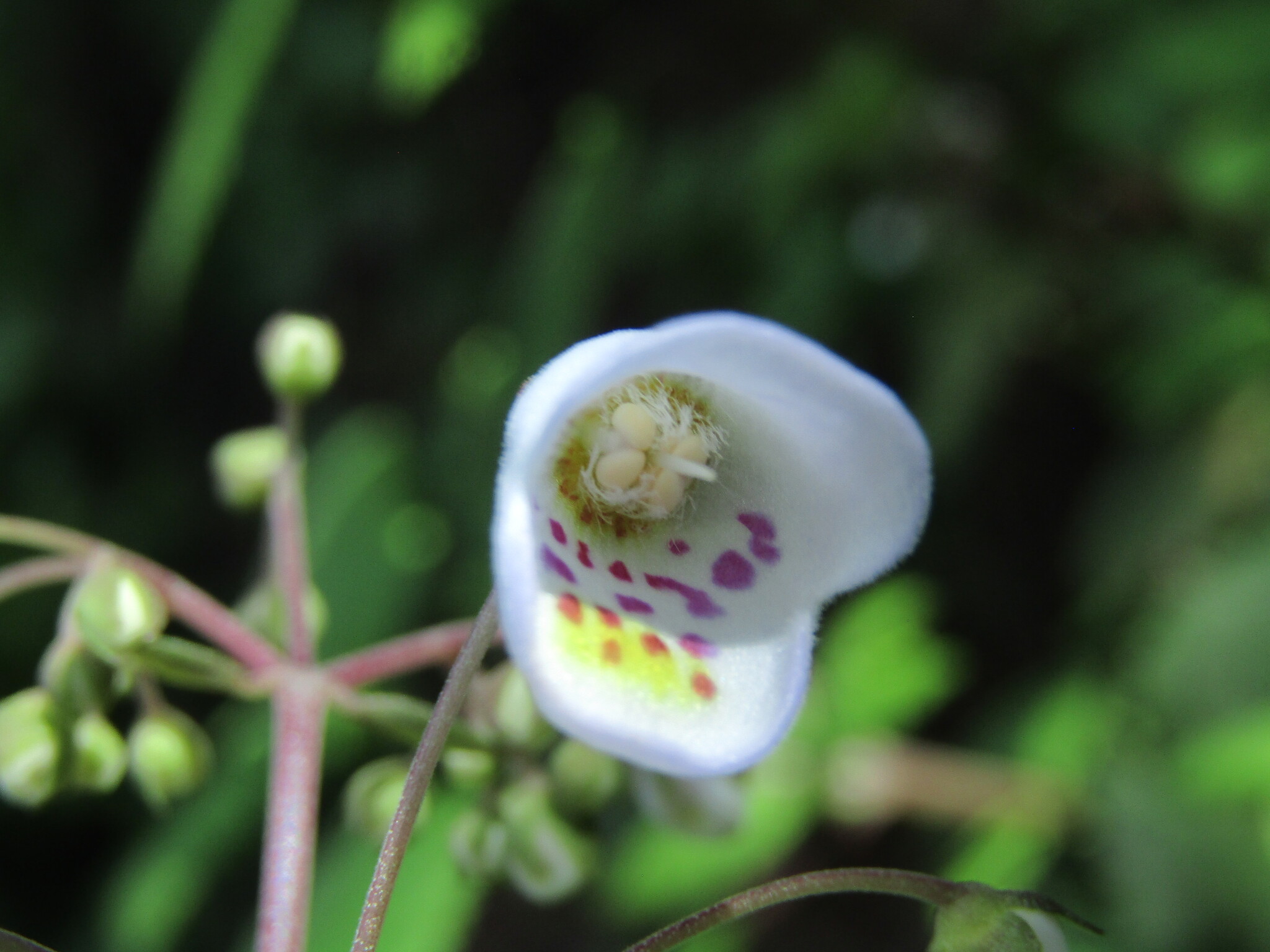 Jovellana Punctata (Jovellana punctata)