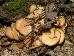 Lentinellus cochleatus