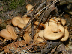 Lentinellus cochleatus