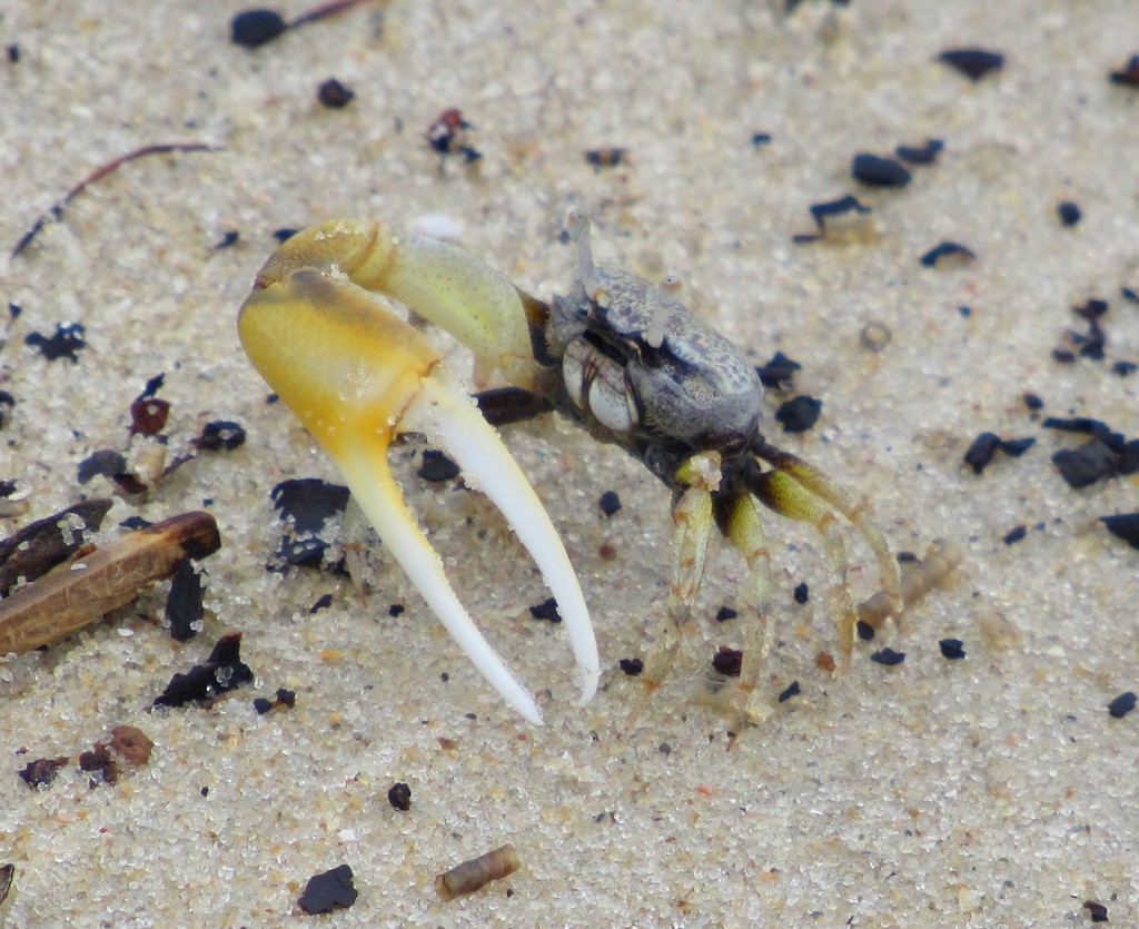 marbled fiddler