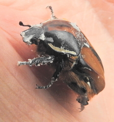 Trichostetha signata