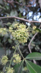 Zanthoxylum asiaticum