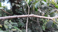 Zanthoxylum asiaticum
