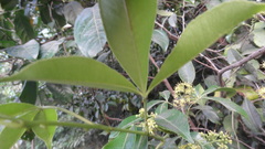 Zanthoxylum asiaticum