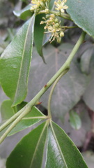 Zanthoxylum asiaticum