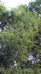 Zanthoxylum asiaticum