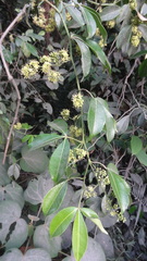 Zanthoxylum asiaticum