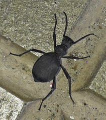 Leptoderis
