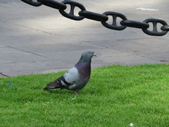 Columba livia domestica