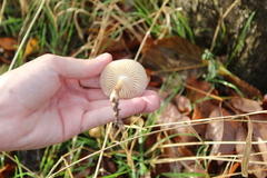 Agaricales