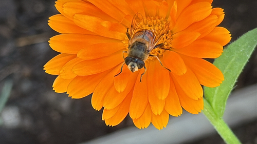 Common Drone Fly