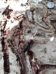 Selatosomus edwardsi