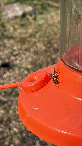 Western Yellowjacket