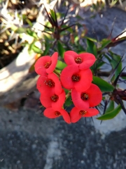 Euphorbia milii