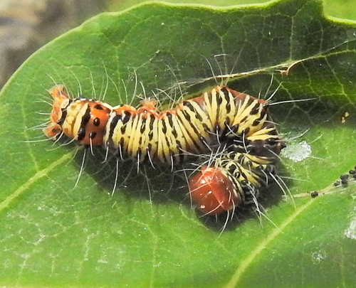Specious Tiger