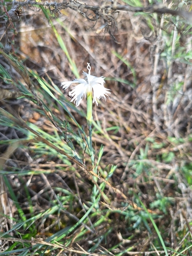 Dianthus serotinus, photograph 6