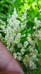 Meliosma simplicifolia simplicifolia