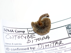 Clitocybe ditopa