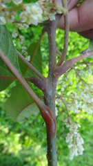 Meliosma simplicifolia simplicifolia