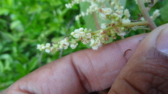 Meliosma simplicifolia simplicifolia
