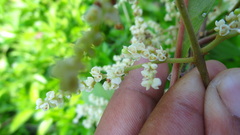 Meliosma simplicifolia simplicifolia