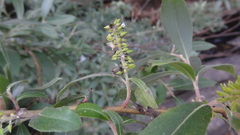 Salix tetrasperma