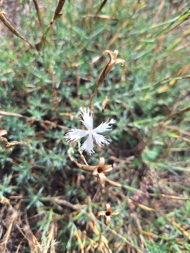 Dianthus serotinus, photograph 3
