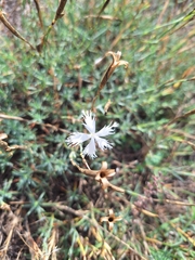 Dianthus serotinus, photograph (c) Dávid Horváth, some rights reserved (CC BY)