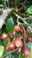 Sandalwood (Scleropyrum pentandrum)