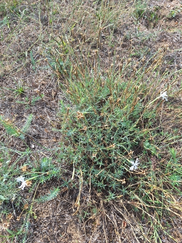 Dianthus serotinus, photograph 4
