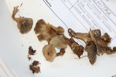 Clitocybe ditopa