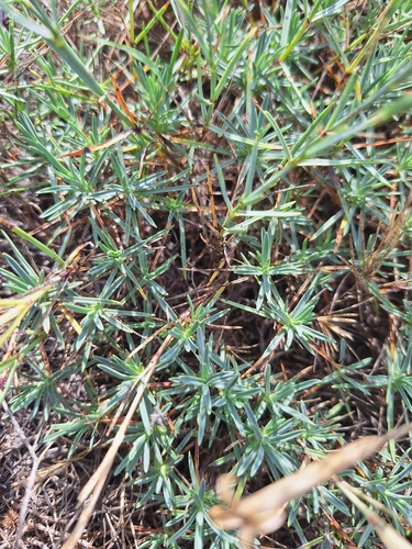Dianthus serotinus, photograph 5