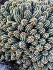 Trichocereeae