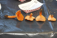 Lactarius luculentus