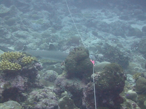 Whitetip Reef Shark
