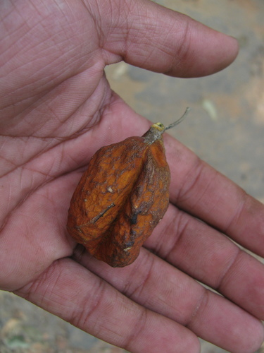 Image of Harpullia arborea by (c) Siddarth Machado, some rights reserved (CC BY)
