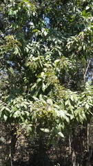 Sapindus laurifolius