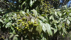 Sapindus laurifolius
