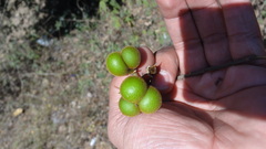 Sapindus laurifolius