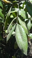 Sapindus laurifolius