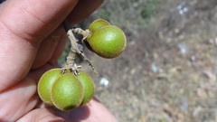 Sapindus laurifolius