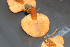 Lactarius luculentus