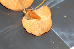 Lactarius luculentus