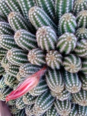 Trichocereeae