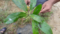 Madhuca neriifolia