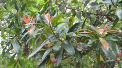 Madhuca neriifolia