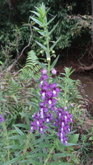 Angelonia angustifolia