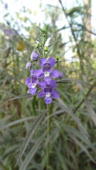 Angelonia angustifolia